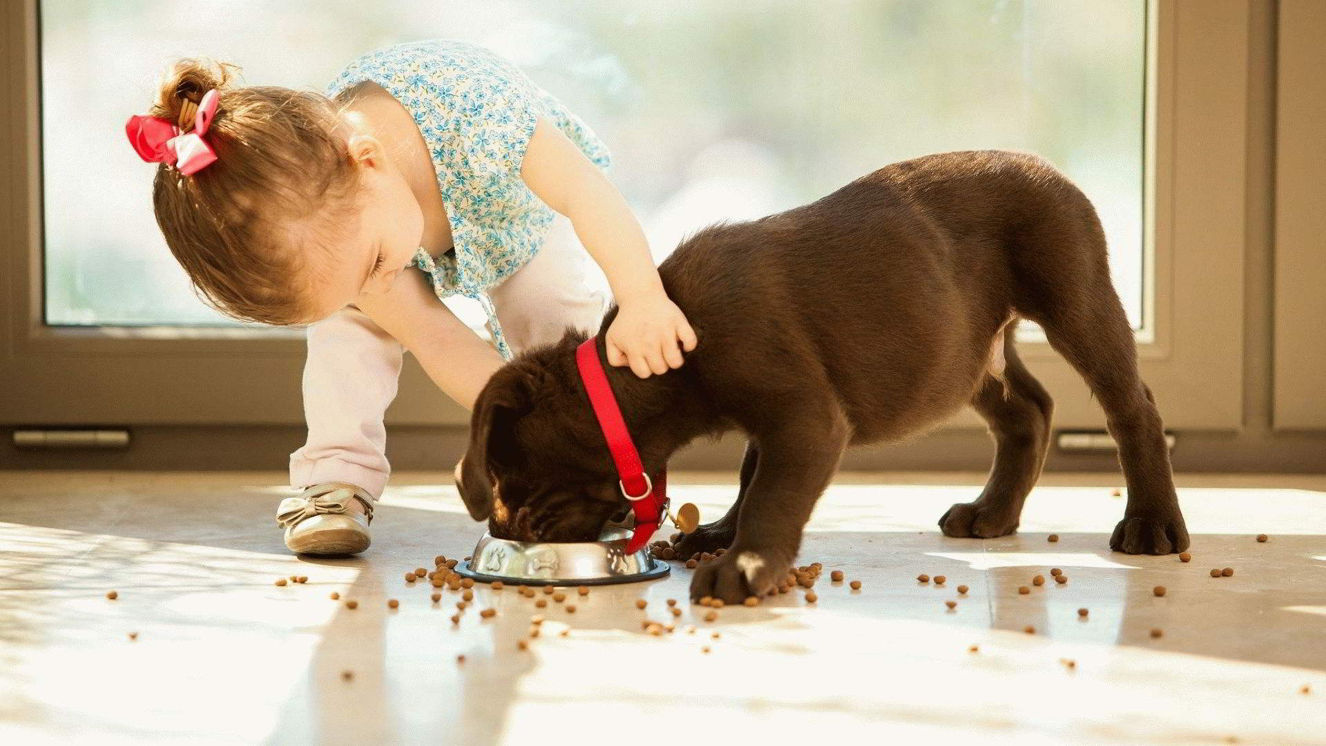 Classement des meilleurs aliments pour chiens de petites races en termes de composition et de qualité