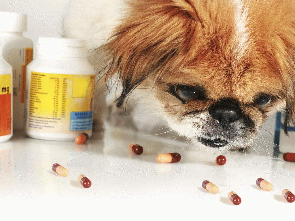 Ranking of the best vitamins for dogs of different breeds in 2025