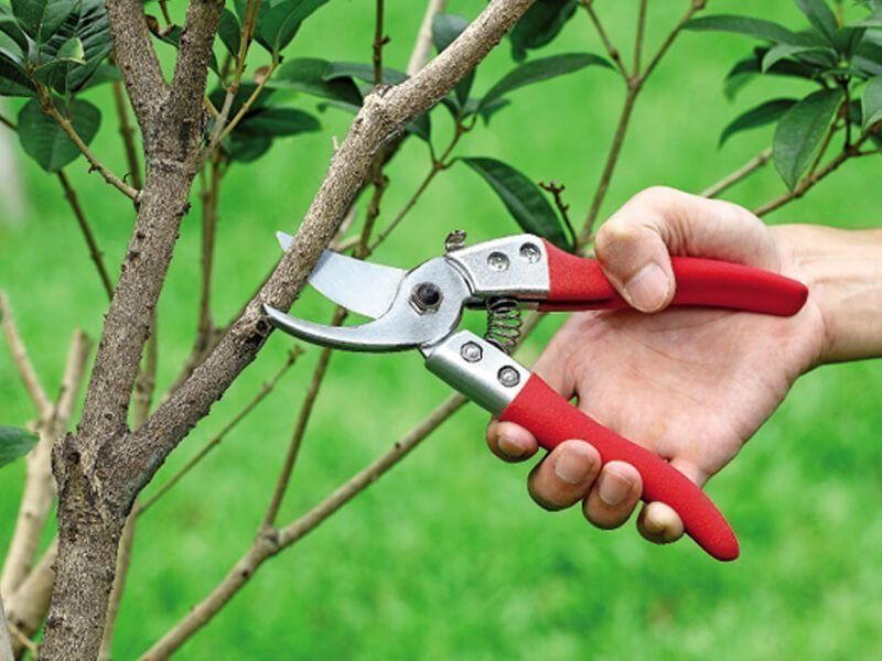 Les meilleurs sécateurs de jardin pour la taille des arbustes en 2025