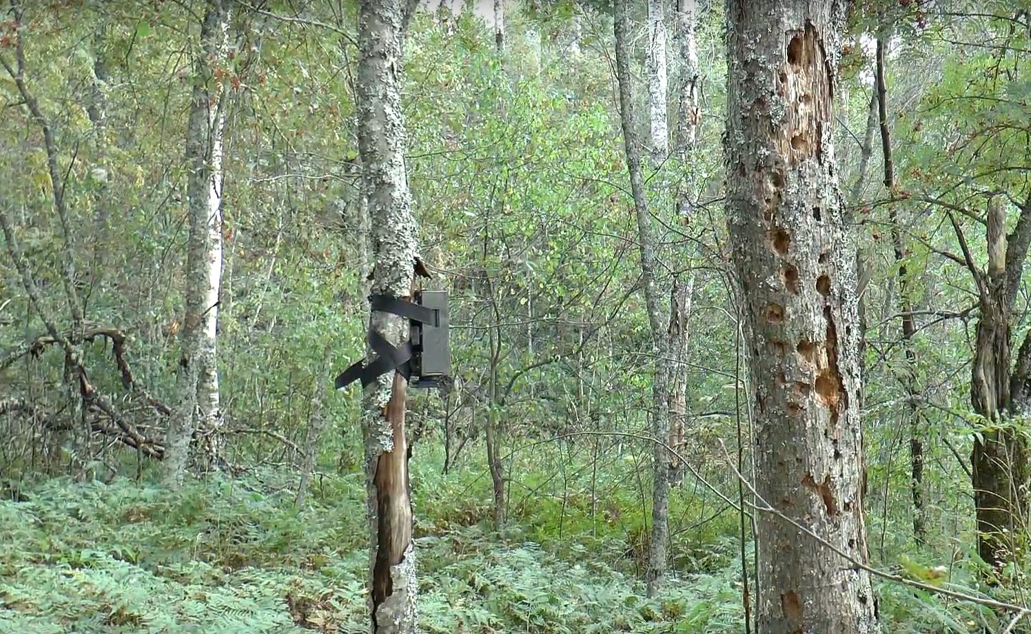 Classement des meilleurs pièges photographiques pour l'observation des animaux et la protection de la propriété privée en 2025