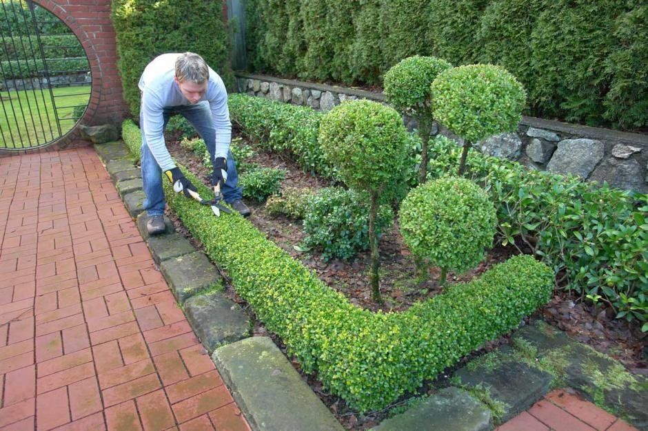 Ranking of the best hedge trimmers in 2025