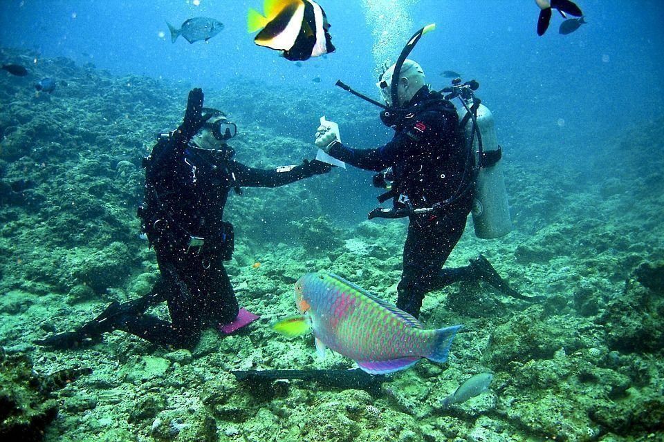 Classement des meilleures palmes pour la plongée et le snorkeling en 2025