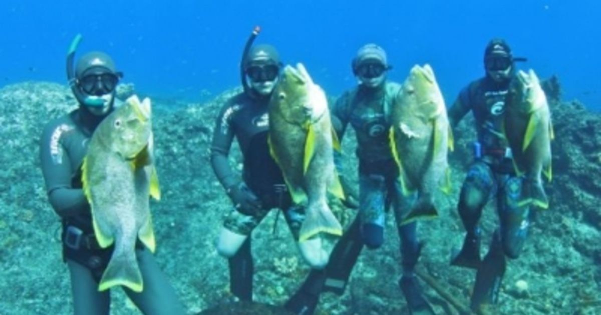 2025 年最佳魚槍魚叉捕魚評級