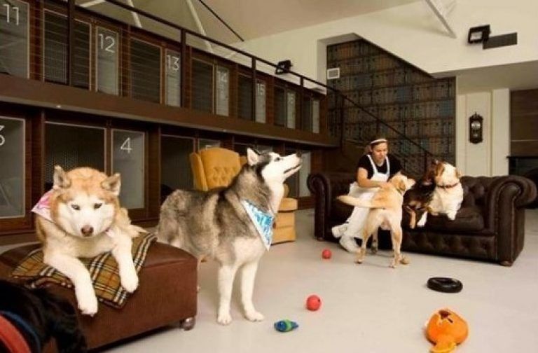 The best hotels for animals in Moscow in 2025