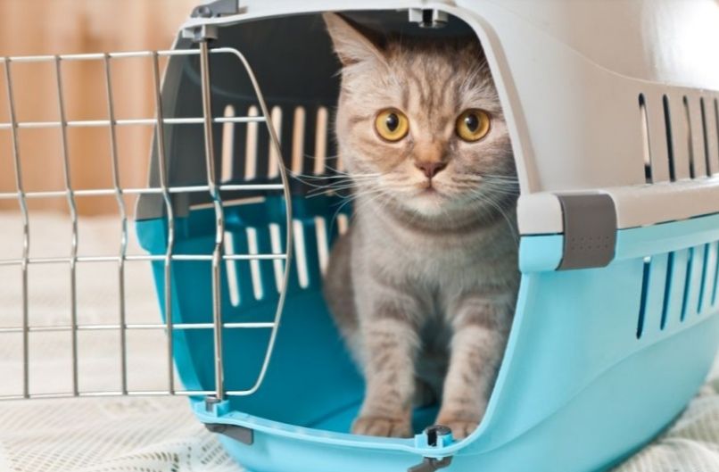 Rating of the best carriers for cats and cats in 2025