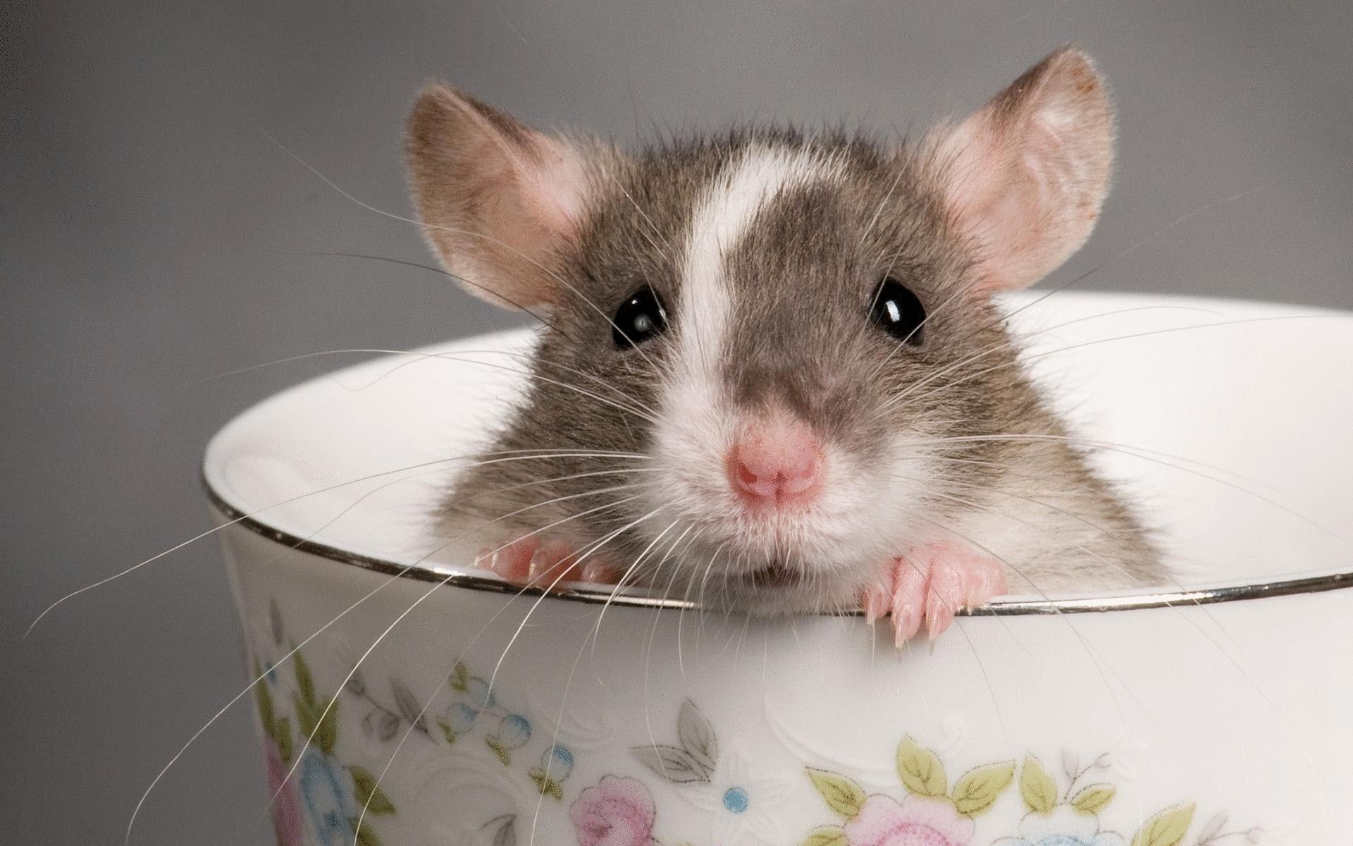 Classement des meilleurs aliments pour rats décoratifs en 2025