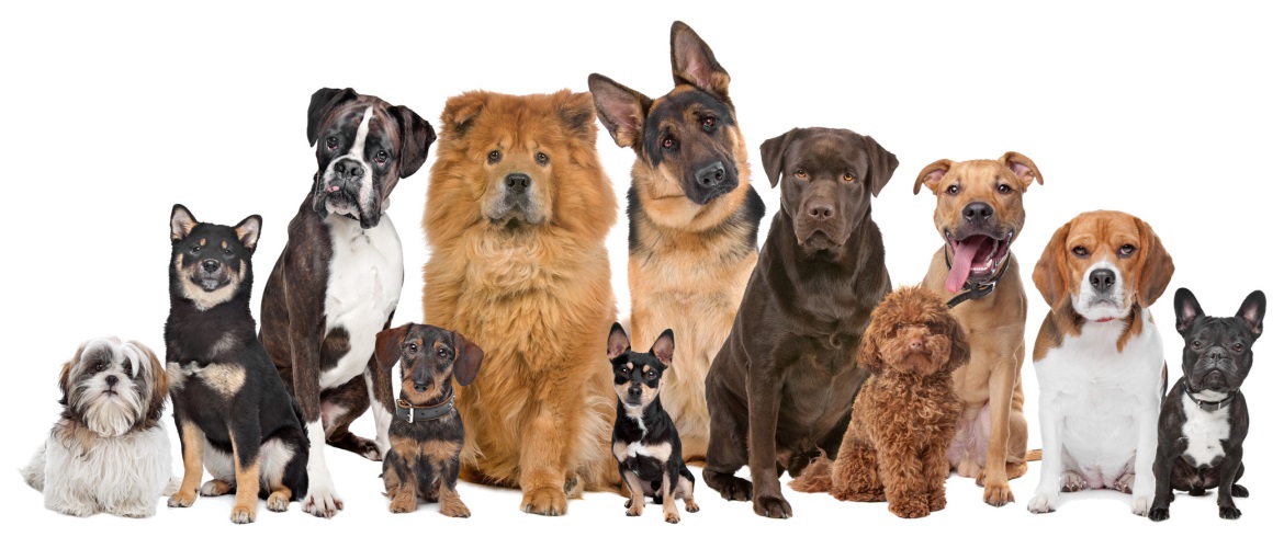 Ranking the best puppy food for 2025