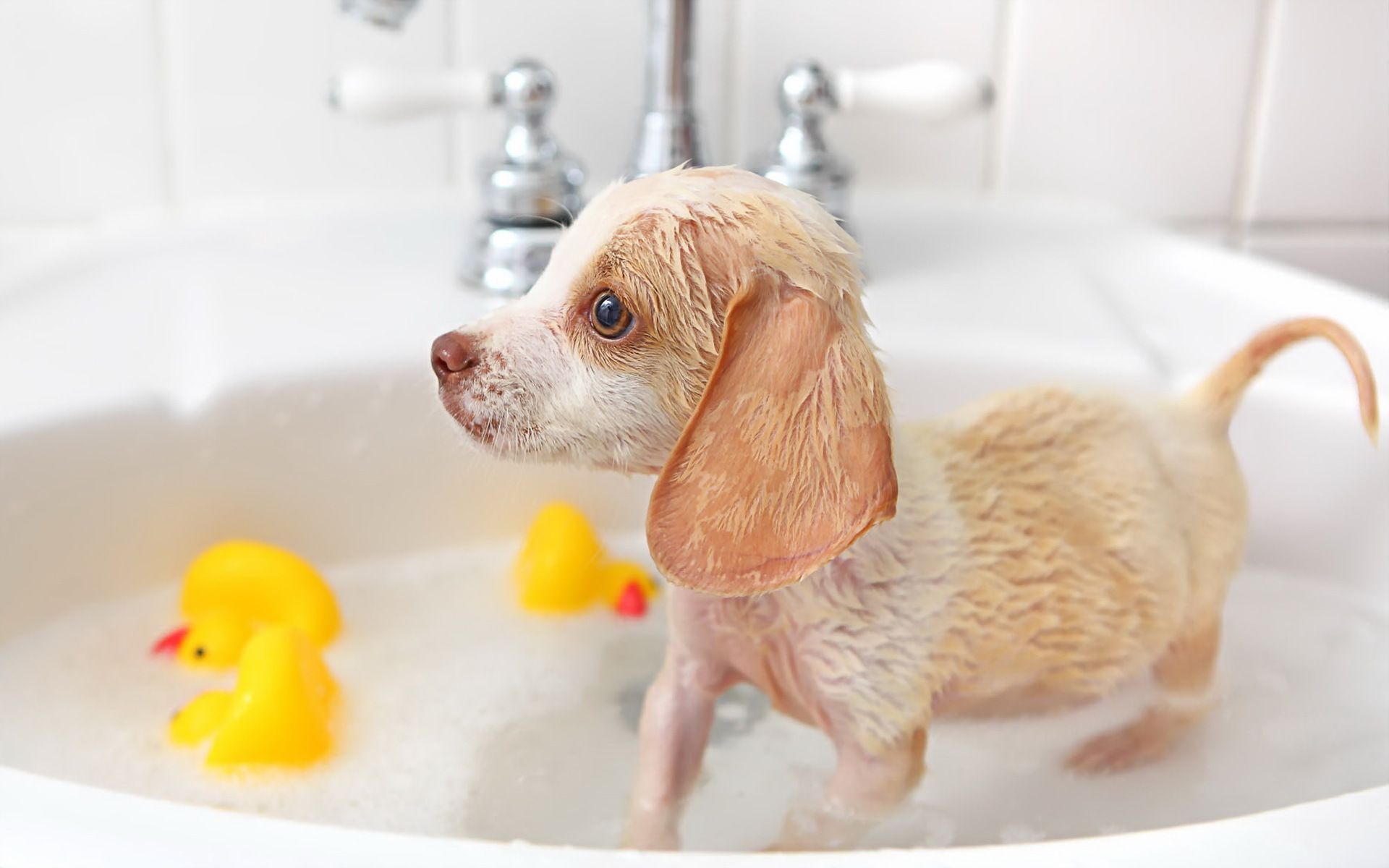 Ranking of the best shampoos for dogs in 2025