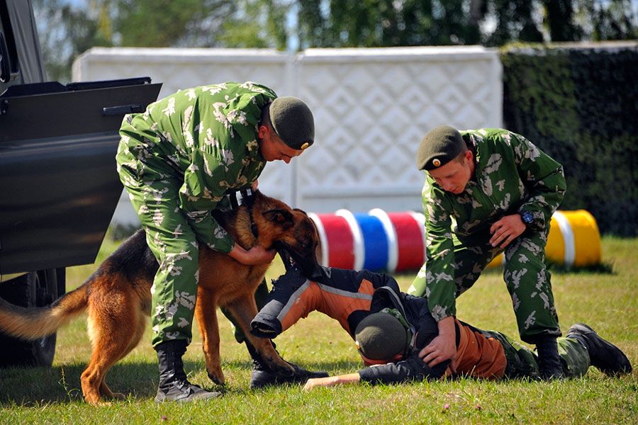 Meilleurs colliers électroniques pour chiens en 2025