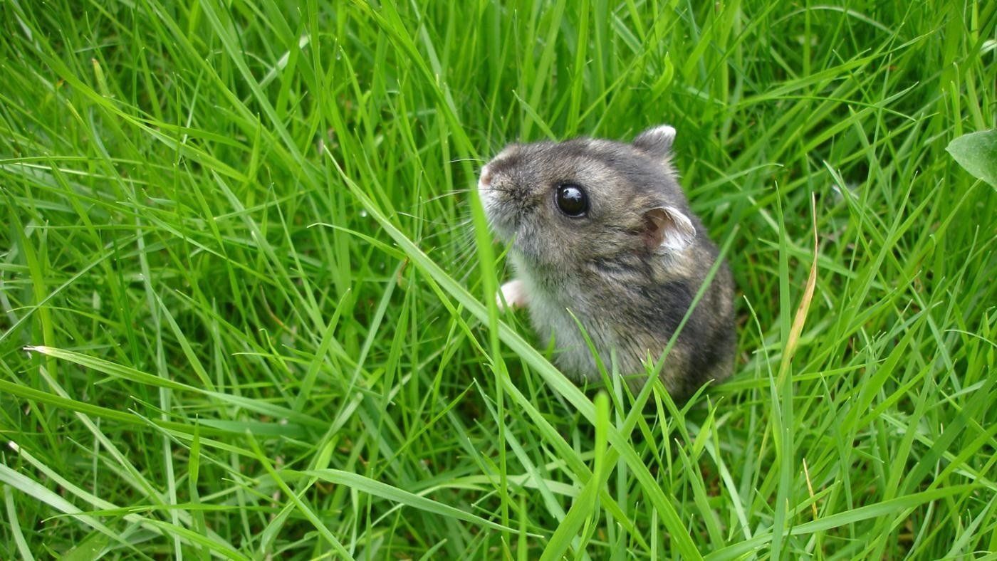 Classement des meilleurs aliments pour hamsters en 2025