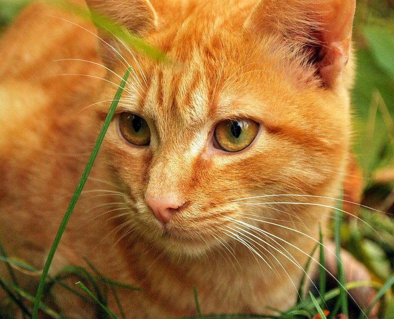 Classement des meilleures vitamines pour chats et chats en 2025