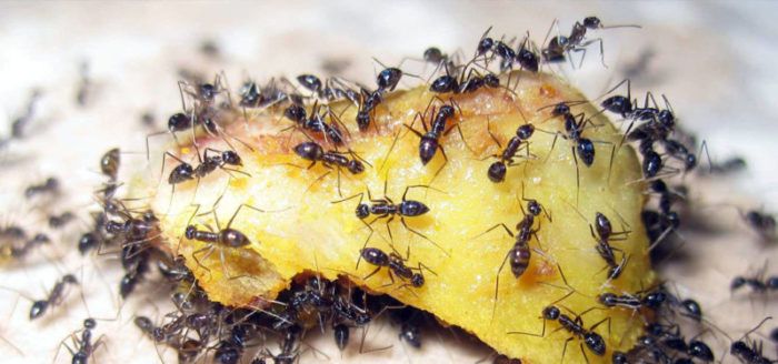 Ranking of the best ant repellents in 2025