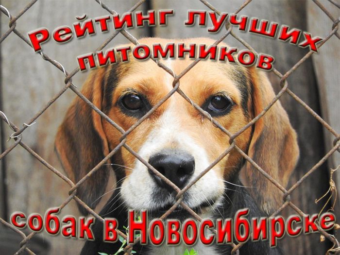 Rating of the best dog kennels in Novosibirsk for 2025