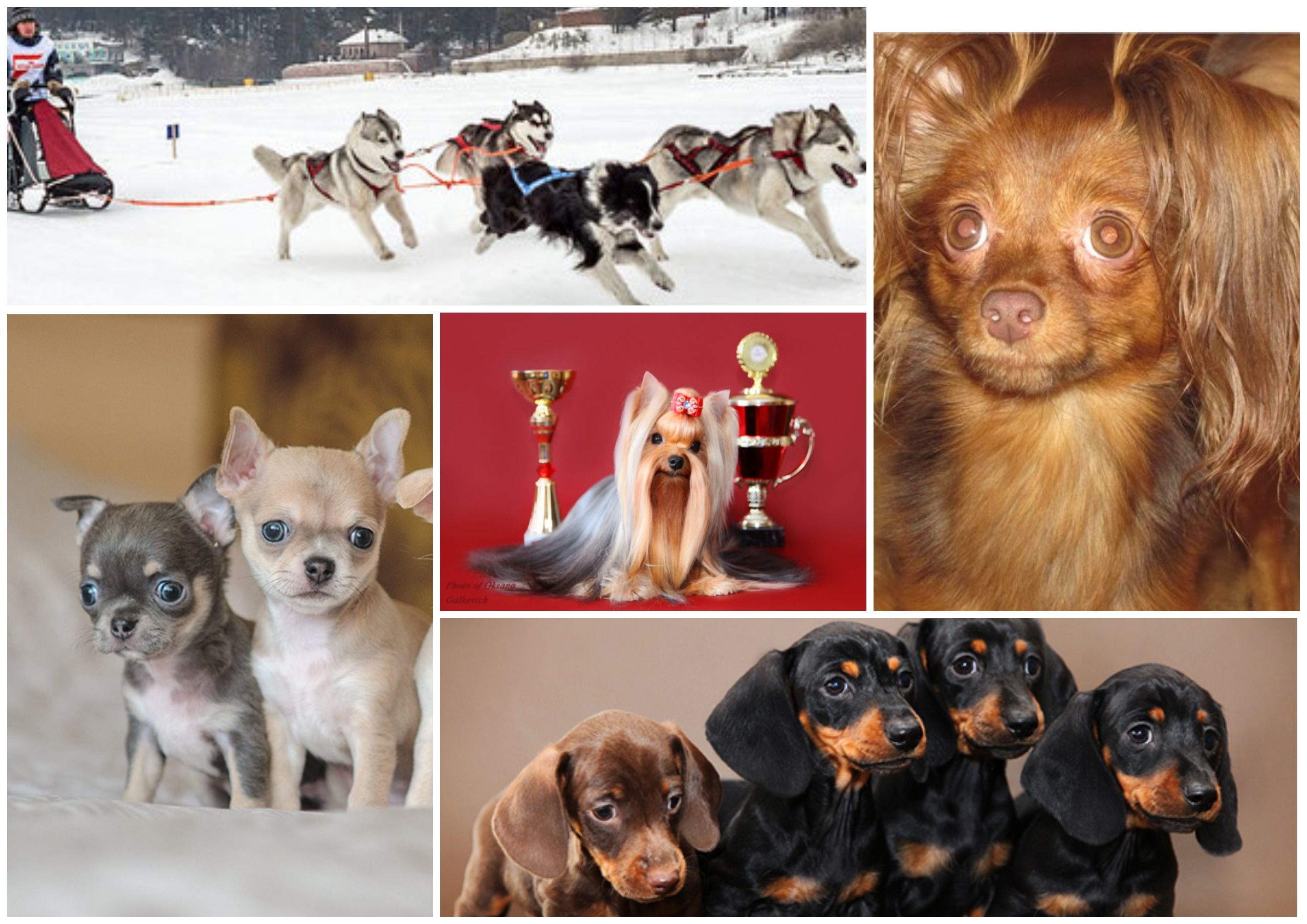 Where four-legged friends live: the best dog kennels in Omsk in 2025