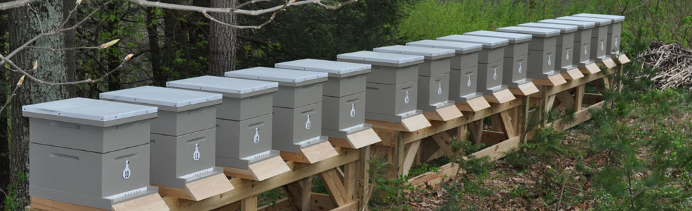 Rating of the best bee hives for 2025