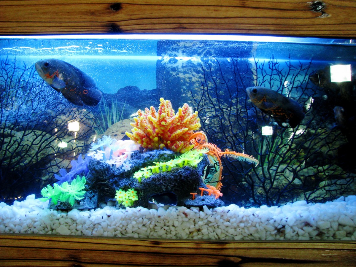 Rating of the best aquarium manufacturers for 2025