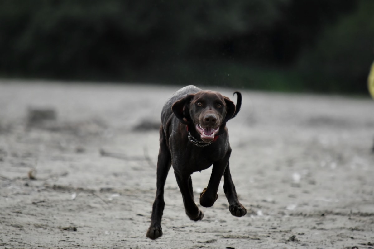 Classement des meilleures races de chiens de chasse à garder en appartement pour 2025