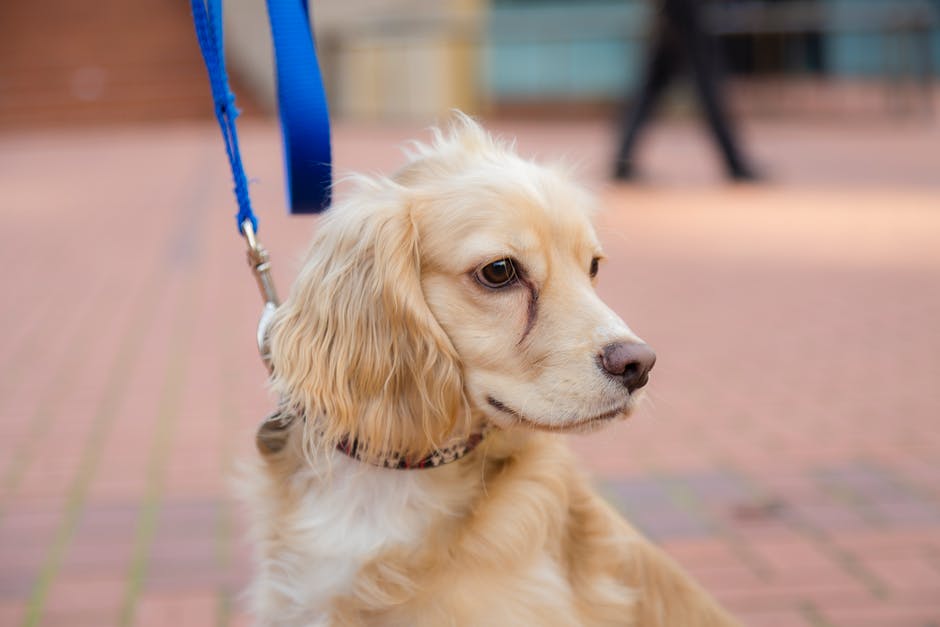 Ranking of the best dog leashes for 2025