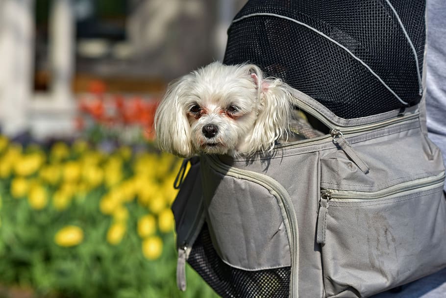 Ranking of the best dog carriers for 2025