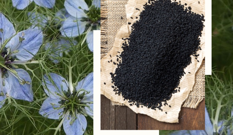 Rating of the best producers of black cumin oil for 2025