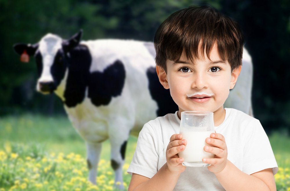 Ranking of the best milk producers for 2025