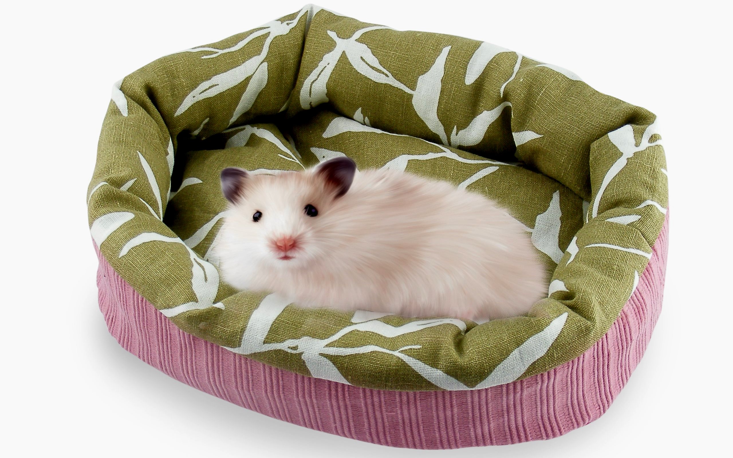 Rating of the best beds for ferrets and rodents for 2025