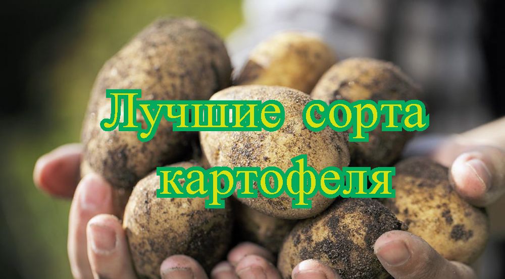 Rating of the best varieties of potatoes for 2025