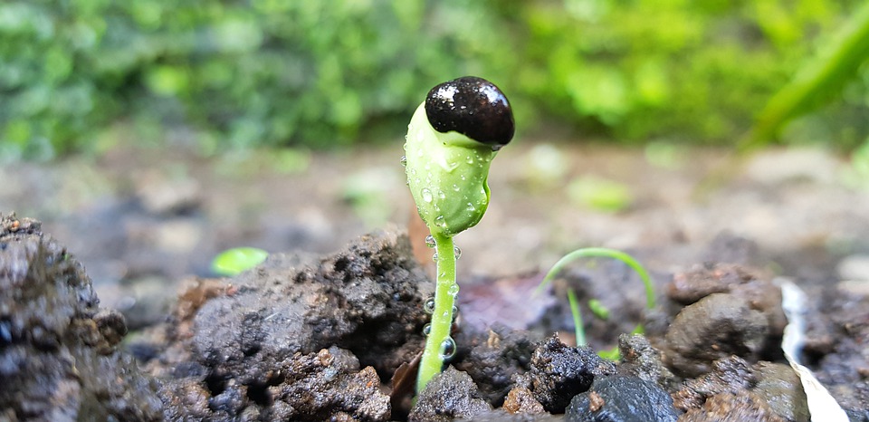 Classement des meilleures boutiques en ligne de graines et plants pour 2025