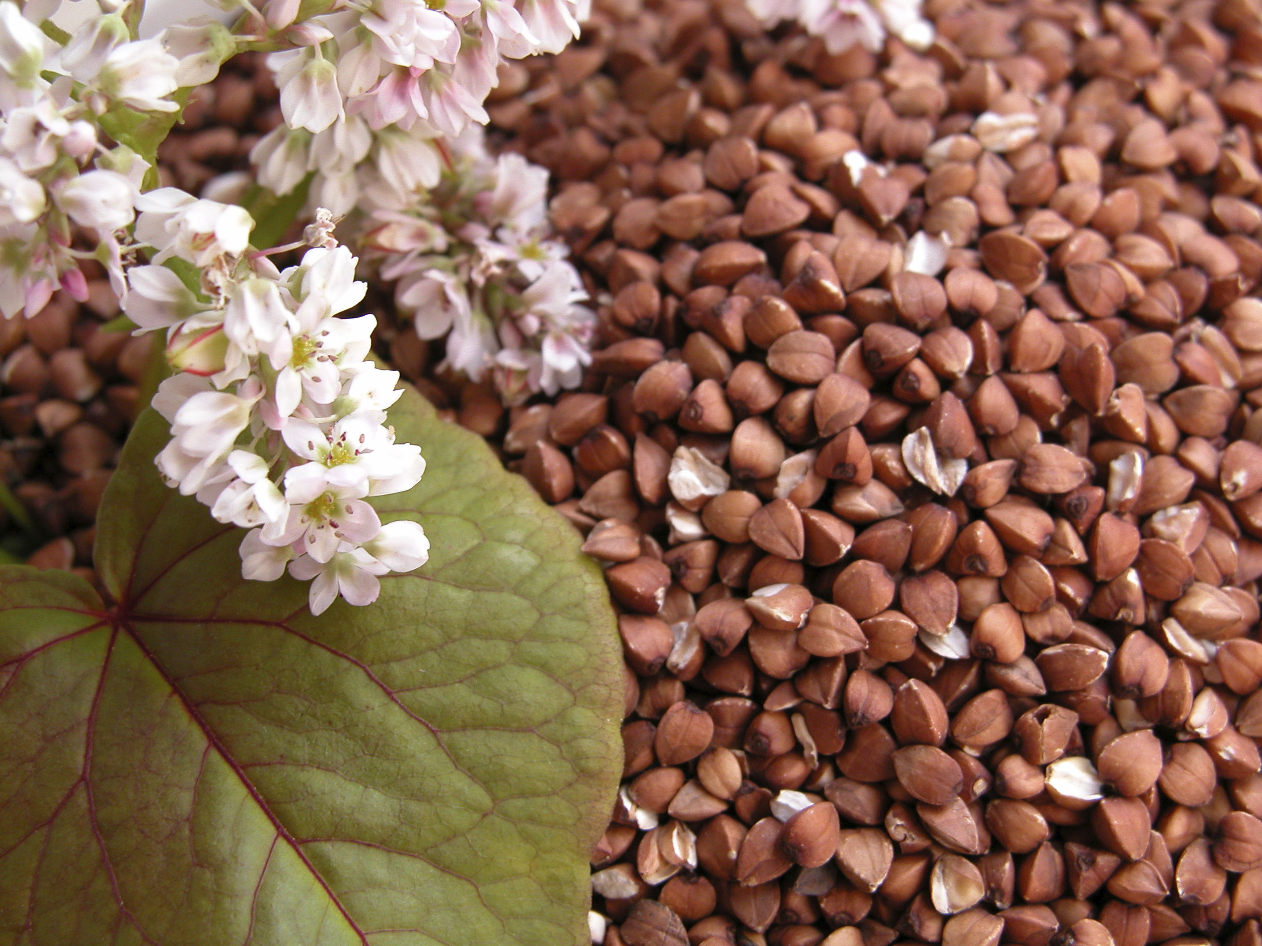 Rating of the best buckwheat brands for 2025