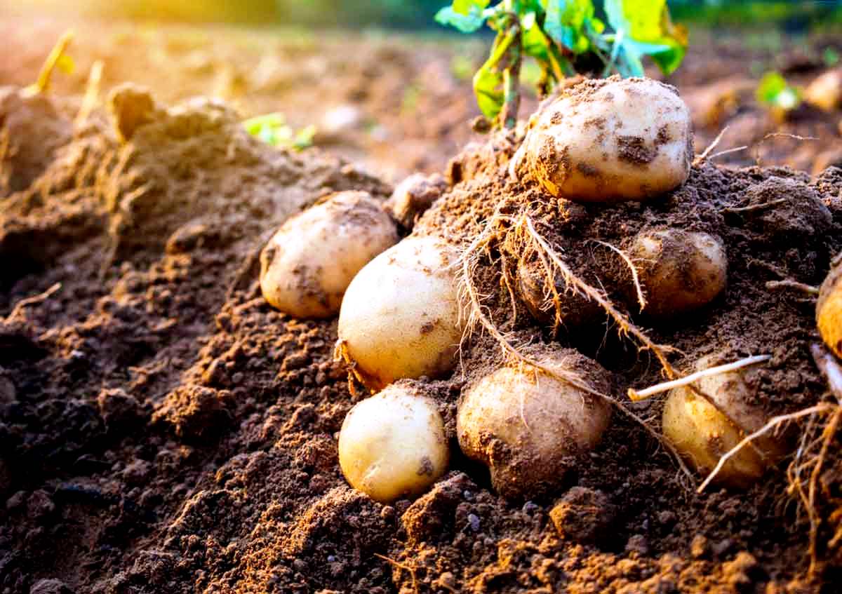 Rating of the best potato planters for walk-behind tractors for 2025