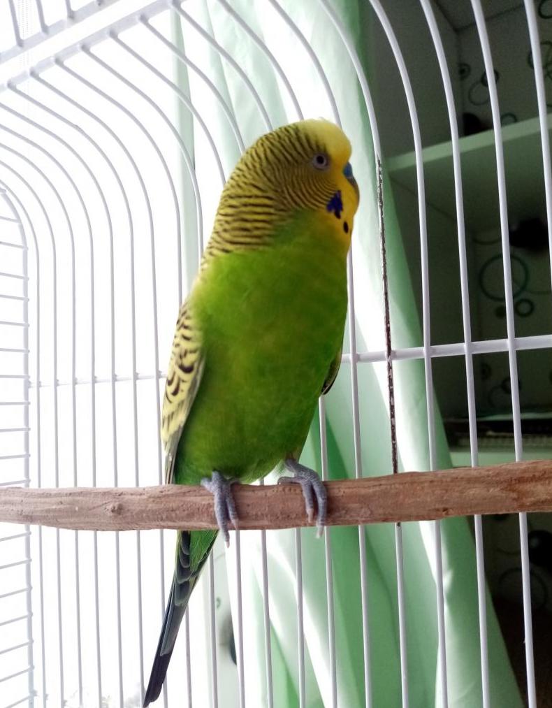 Ranking of the best parrot cages for 2025