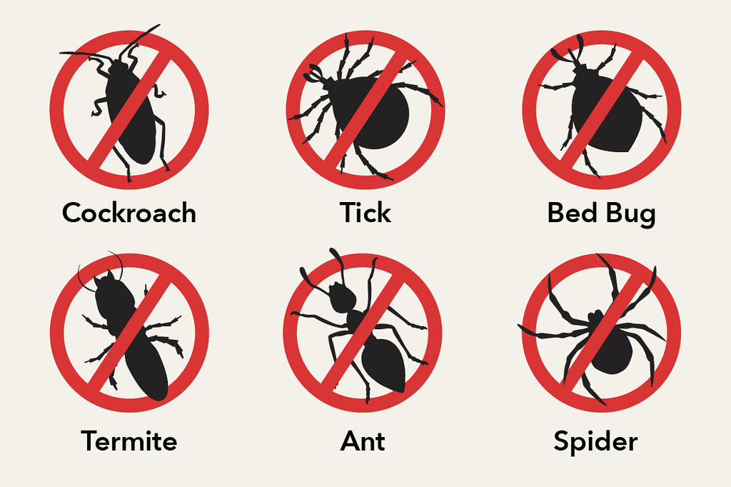 Rating of the best bedbug remedies for 2025