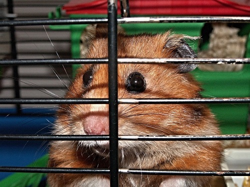 Best rodent cages for 2025