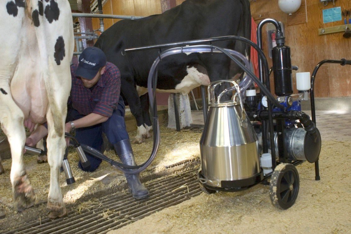 Rating of the best milking machines for 2025