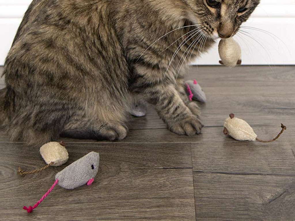 Classement des meilleurs jouets pour chats en 2025