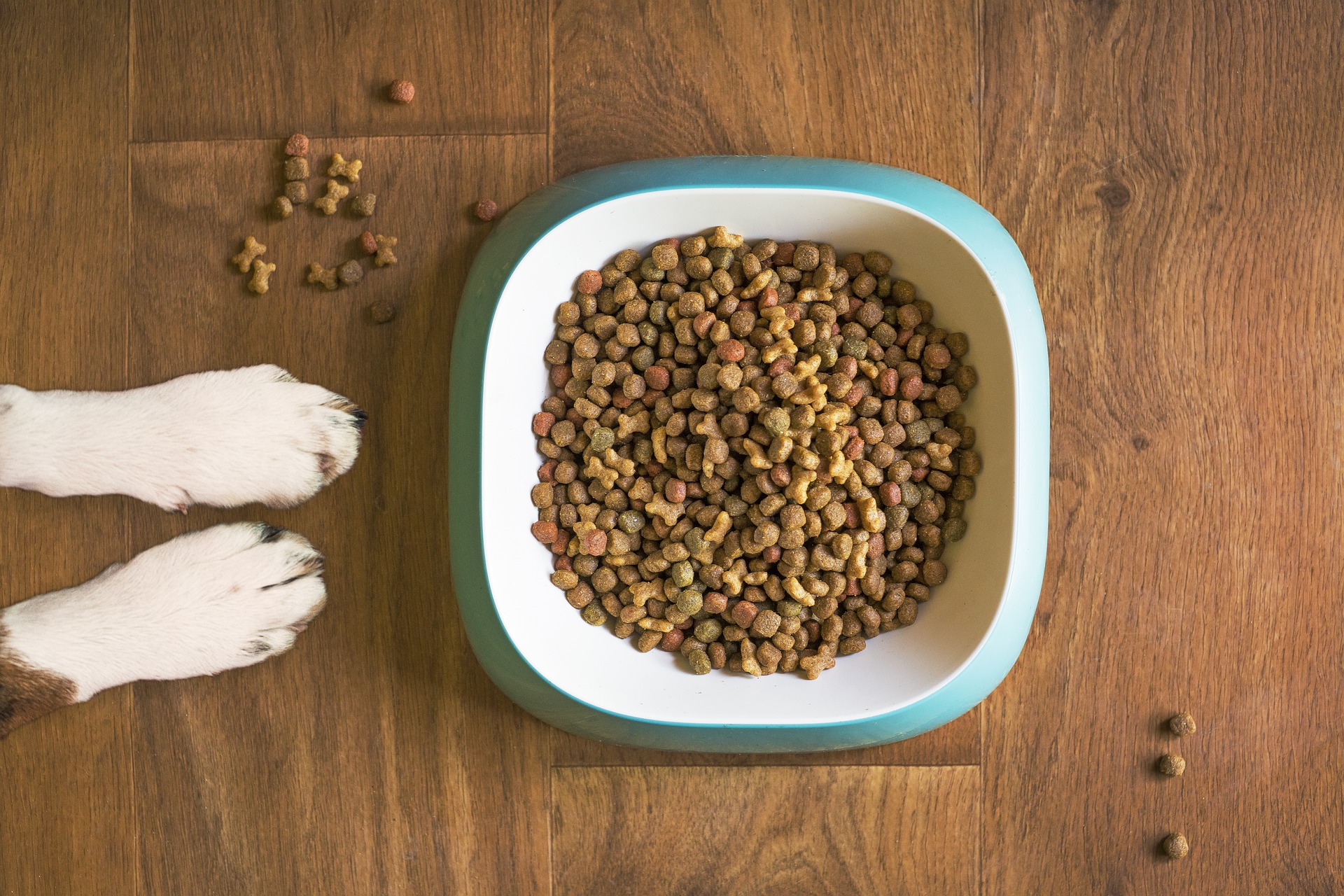 Ranking the best holistic pet food for 2025