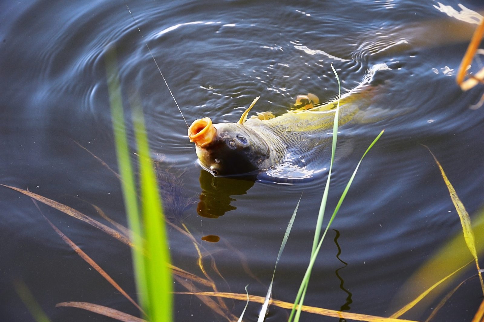 Classement des meilleurs leurres pour la pêche de la carpe en 2025