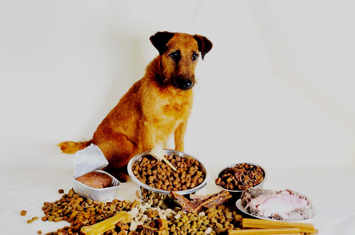 Ranking of the best food for older dogs for 2025