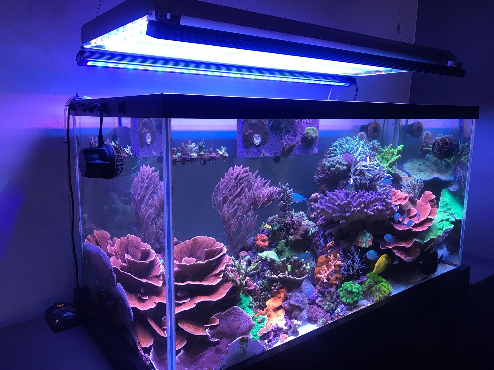 Rating of the best aquarium lamps for 2025