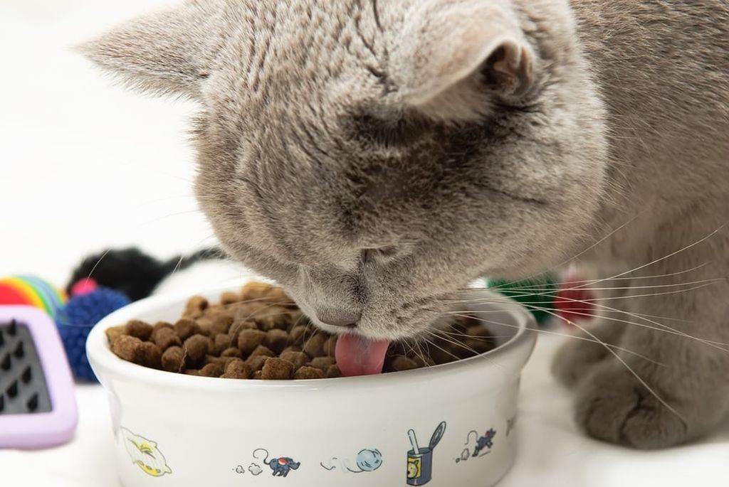 Ranking the best dry cat food for 2025