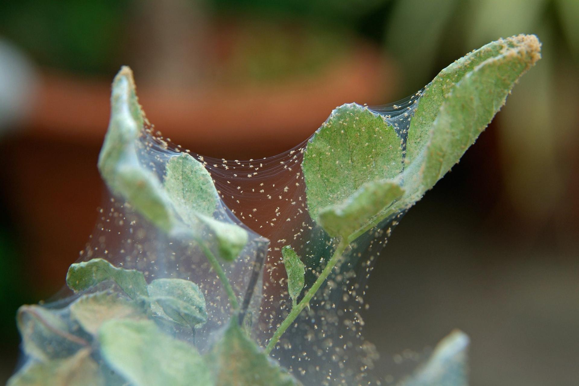 Rating of the best remedies against spider mites for 2025