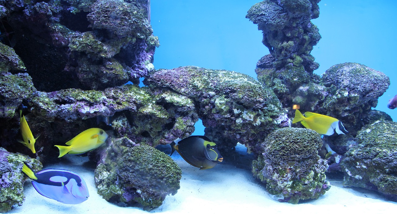 Meilleures compositions d'aquarium aquascaping pour 2025