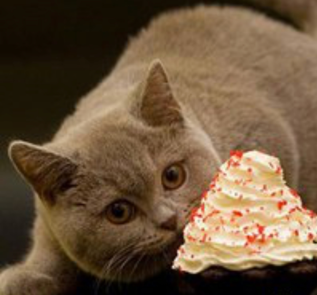 Ranking of the best cat treats in 2025