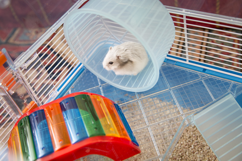 Ranking of the best hamster litters for 2025