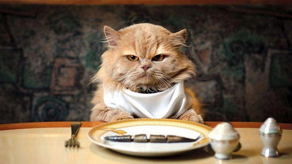 Classement des meilleurs aliments pour chats âgés pour 2025