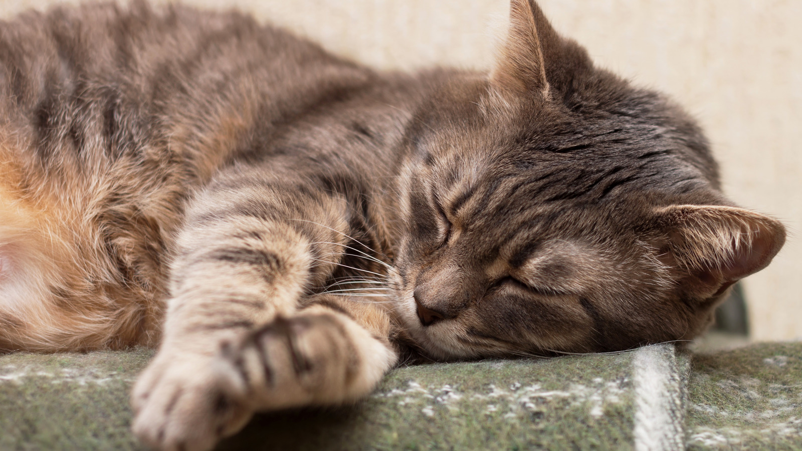 Ranking of the best sleeping pills and sedatives for cats for 2025