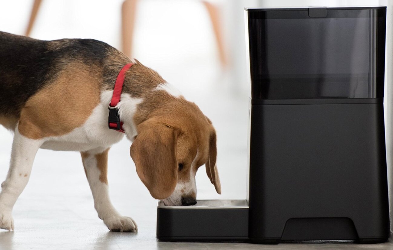 Classement des meilleures mangeoires automatiques pour chats et chiens en 2025