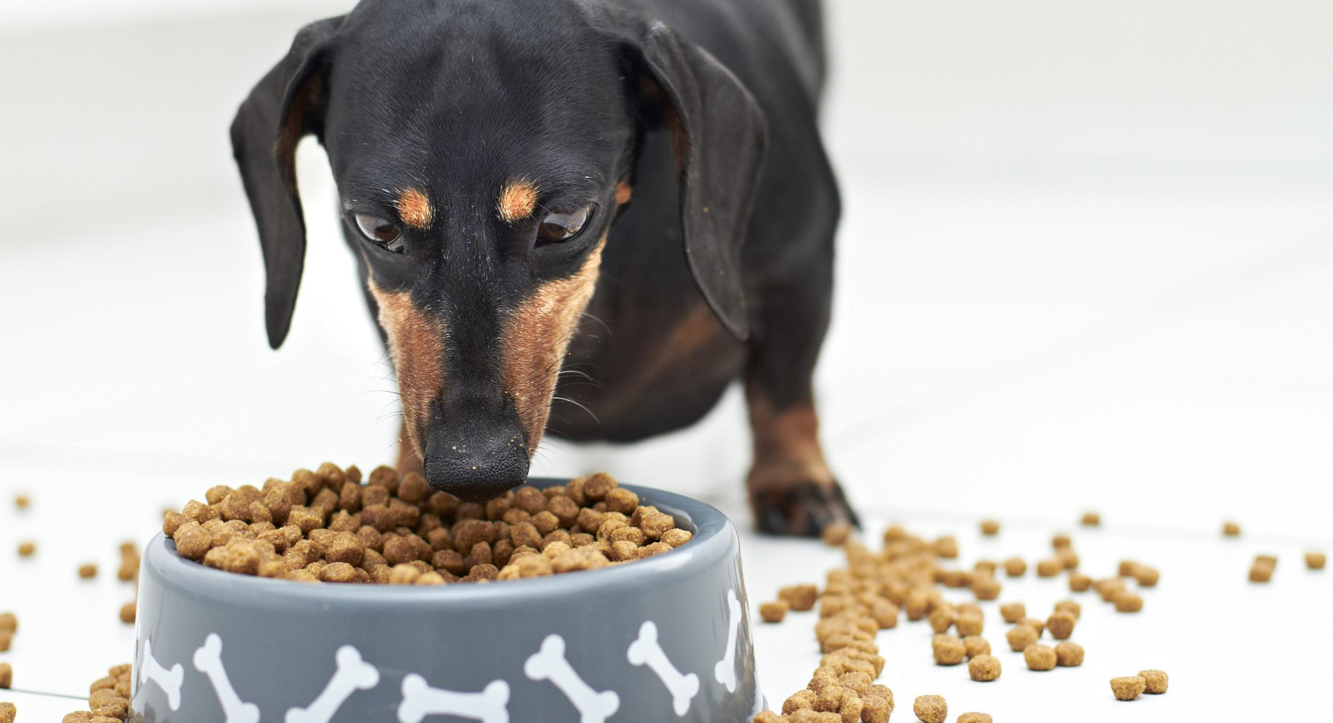 Rating of the best feed for dachshunds for 2025