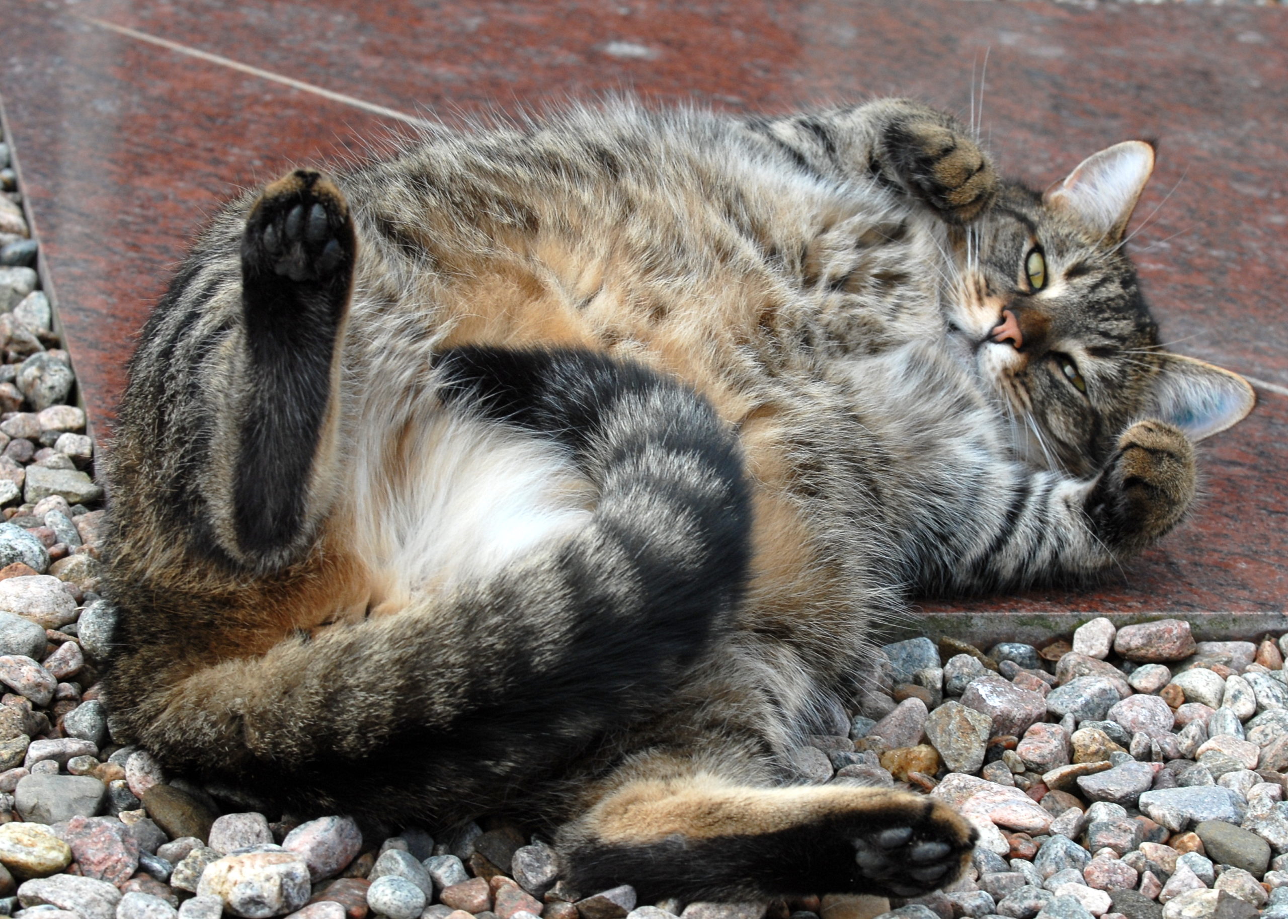 Classement des meilleurs remèdes contre la marche des chats pour 2025