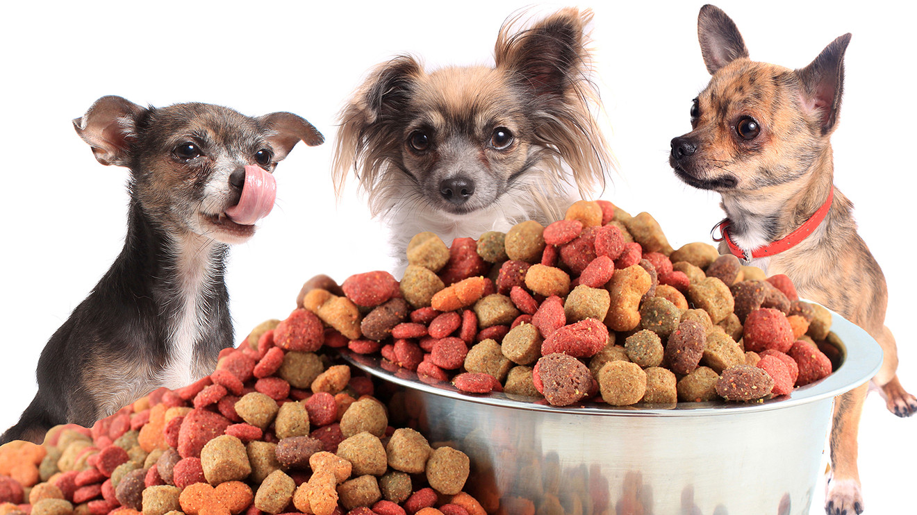 Rating of the best food for Yorkies and Chihuahuas for 2025